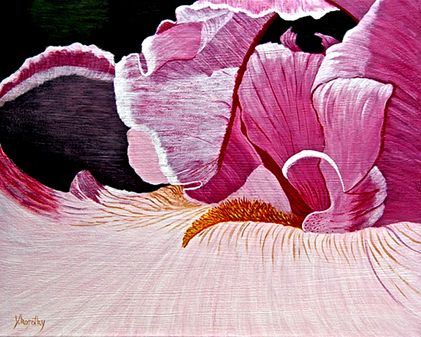 Iris In Pink