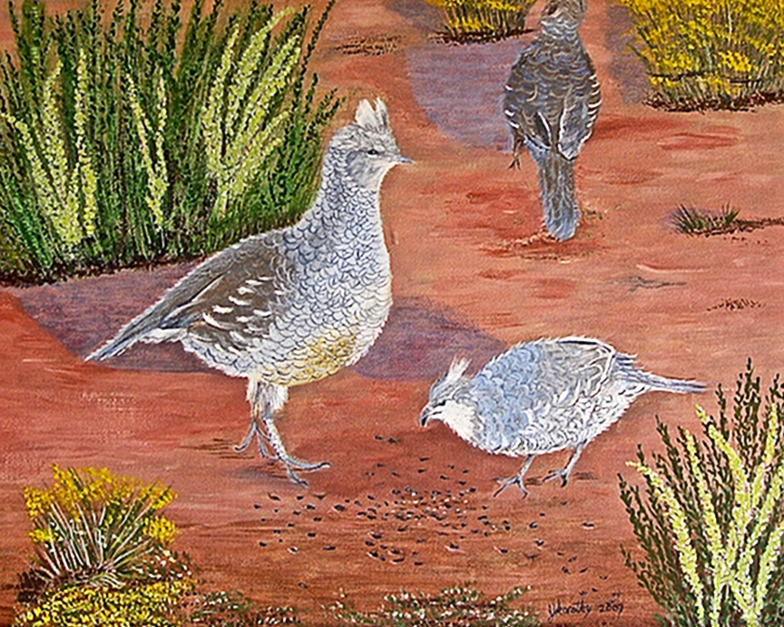 Scaled Quail