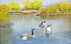 Canada Geese