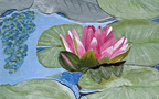 Flower On Lily Pad