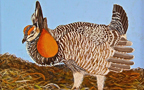 Prairie Chicken